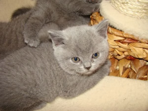 sei cuccioli british shorthair neri | Foto 0