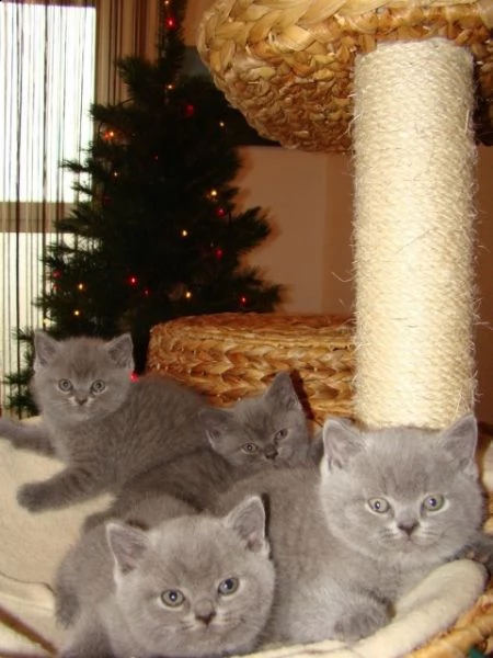 sei cuccioli british shorthair neri