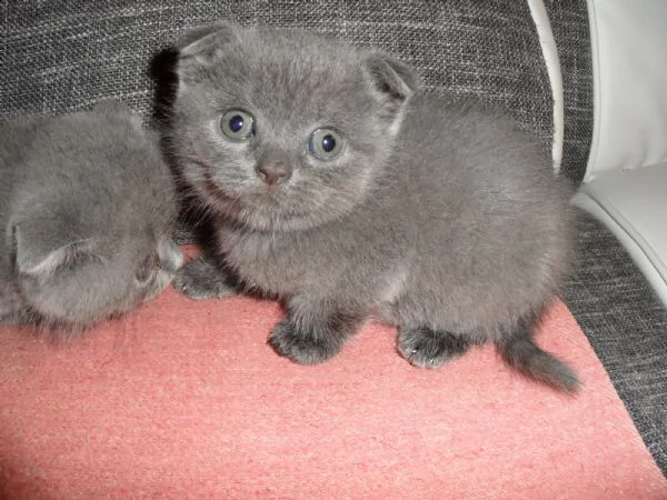 bellissimi cuccioli britsh alta genealogia