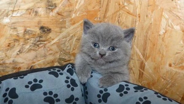 bellissimi cuccioli britsh alta genealogia | Foto 3