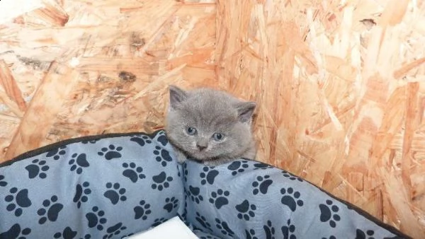 bellissimi cuccioli britsh alta genealogia | Foto 2