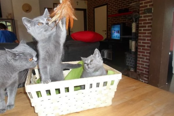 bellissimi cuccioli britsh alta genealogia | Foto 1