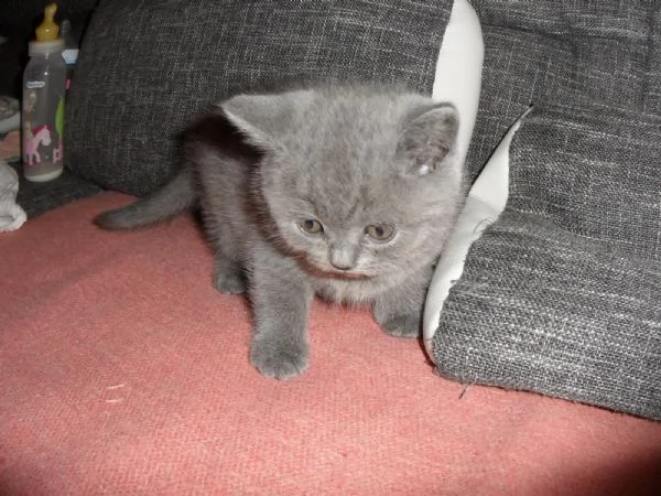 bellissimi cuccioli britsh alta genealogia | Foto 0