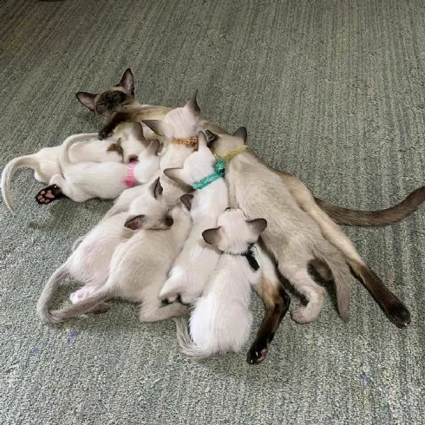 gattini siamese maschi e femmini