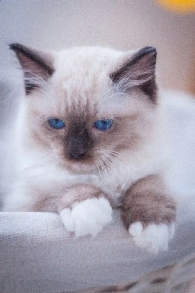 cuccioli di sacro di birmani  | Foto 0