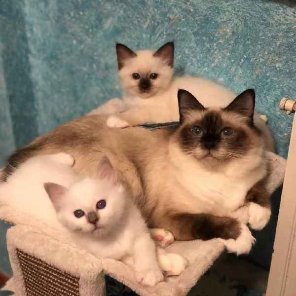 gattini sacro di birmania maschio e femmina