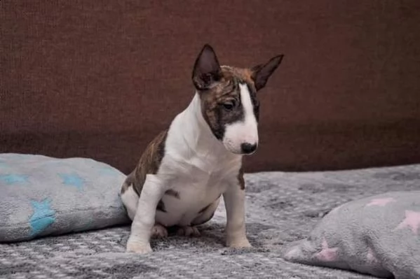cucciolo di bull terrier maschio e femmina in vendita da allevamento