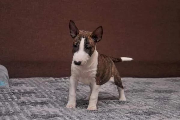 cucciolo di bull terrier maschio e femmina in vendita da allevamento | Foto 0