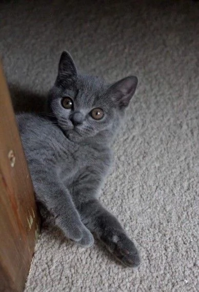 british shorthair | Foto 0