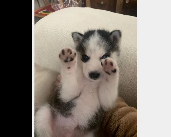 cucciolo di husky siberian 