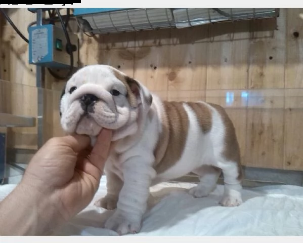 bulldog maschio bianco in vendita