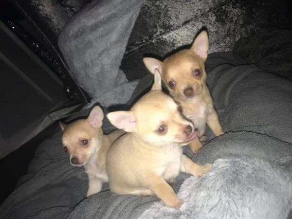 bellissimi cuccioli di chihuahua registrati 