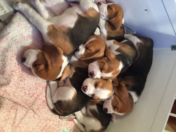 simpatici cuccioli di beagle maschi e femmine
