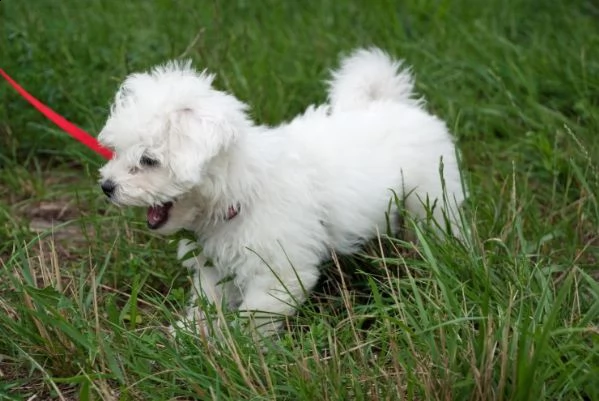 adorabili cuccioli bolognesi maschi e femmine