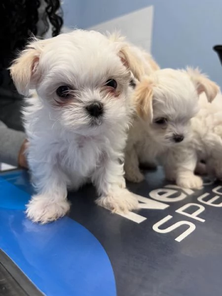 Cuccioli maltese roy | Foto 1