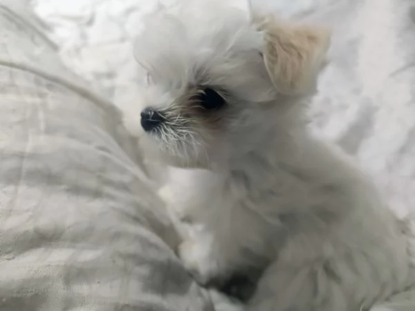 Cuccioli maltese roy | Foto 0