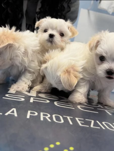 Cuccioli maltese roy