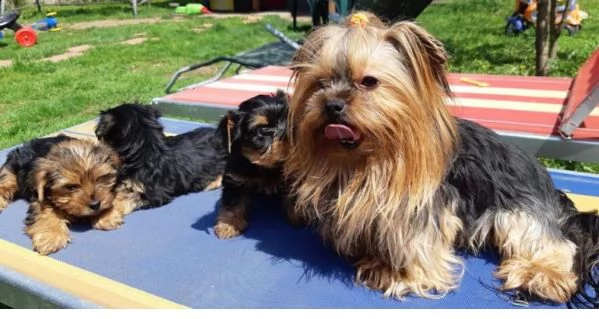cuccioli di yorkie yorkshire terrier