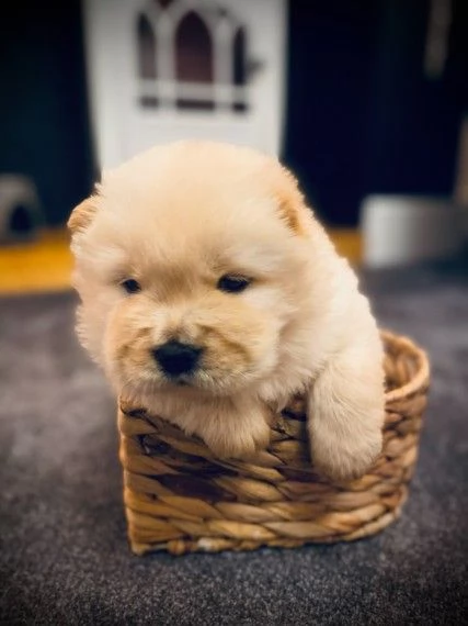 chow chow cuccioli