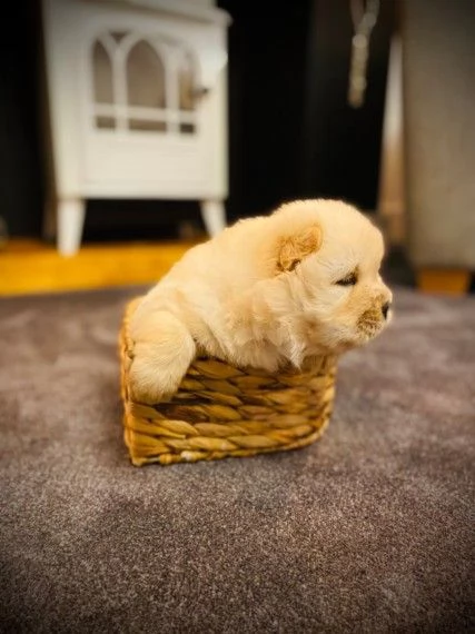 chow chow cuccioli | Foto 1