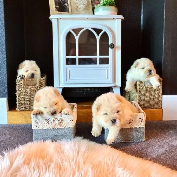 chow chow cuccioli | Foto 0