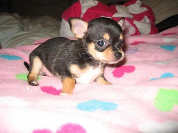 regalo chihuahua puppy