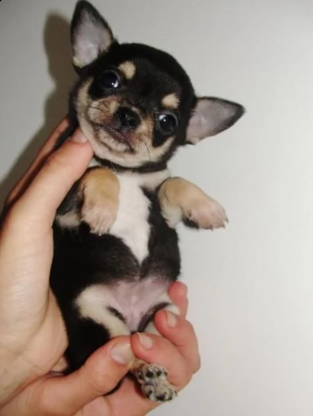  regalo cucciolo di chihuahua