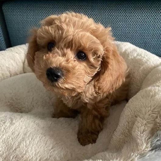 *** 1 bellissimo cucciolo di barboncino regalo femmina per adozione, frazier's. **