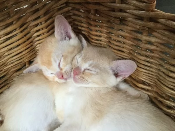 bellissimo gattino da regalare, contattare se interessati