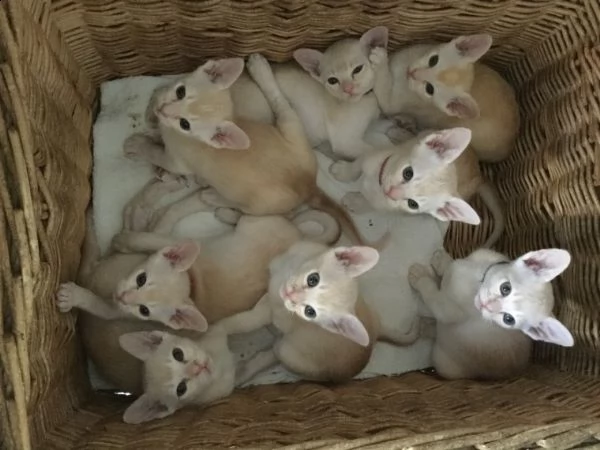 bellissimo gattino da regalare, contattare se interessati | Foto 0