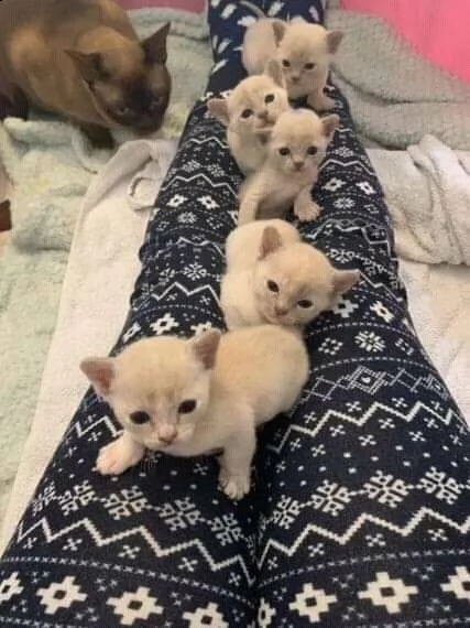 splendido gattino in cerca di una nuova casa, contattare se interessati