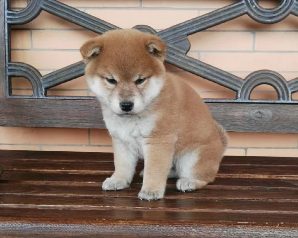 vendita cucciolo di shiba inu maschio e femmina