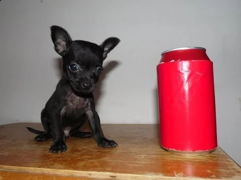 regalo cucciolo di chihuahua nero puro