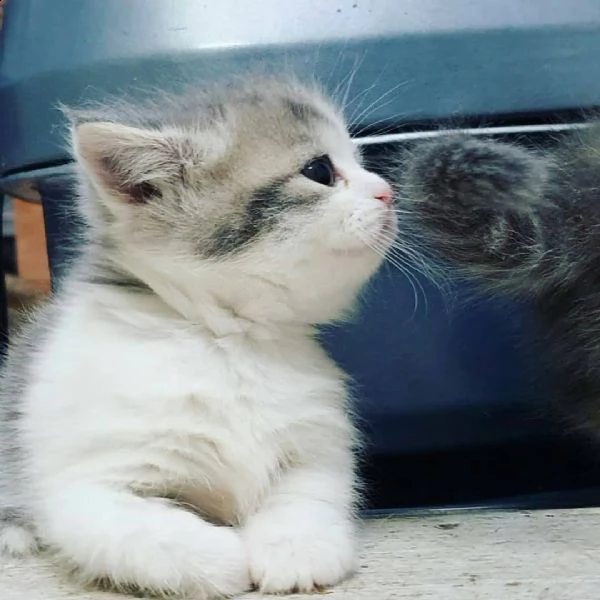 gatti a pelo corto  | Foto 2