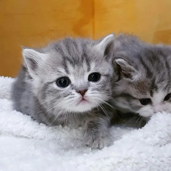 gatti a pelo corto  | Foto 1