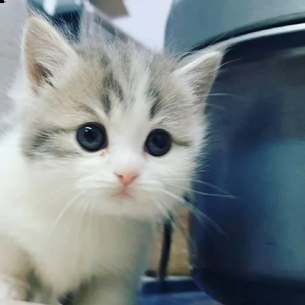 gatti a pelo corto  | Foto 0