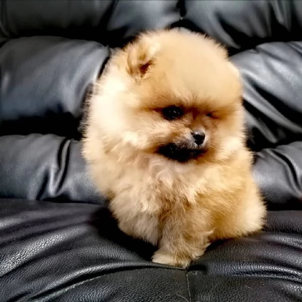 regalo  volpino pomerania mini toy (())))