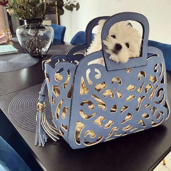 regalo maltese::::::