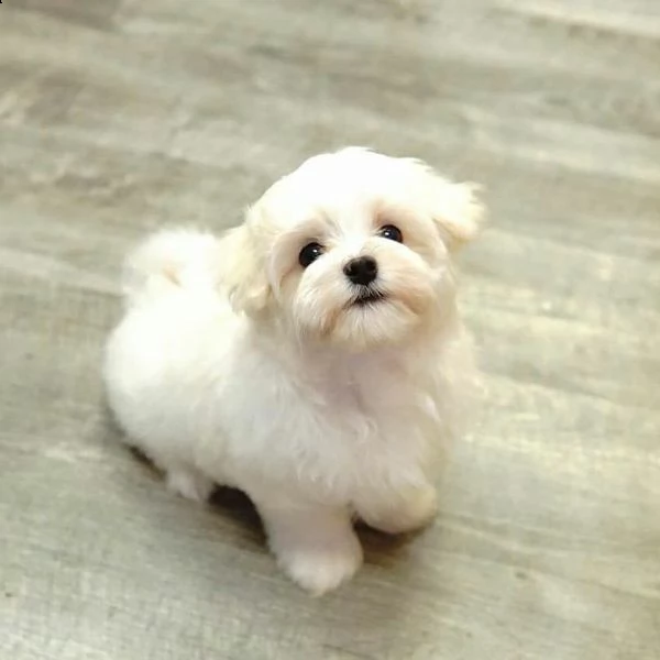 adorabili cuccioli maltesi maschi e femmine