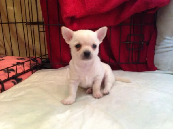 regado chihuahua adorabile
