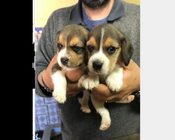 regalo cuccioli di beagle con pedigree
