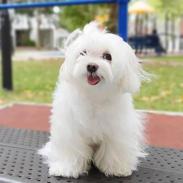 bellissimi cuccioli maltesi in adozione | Foto 1