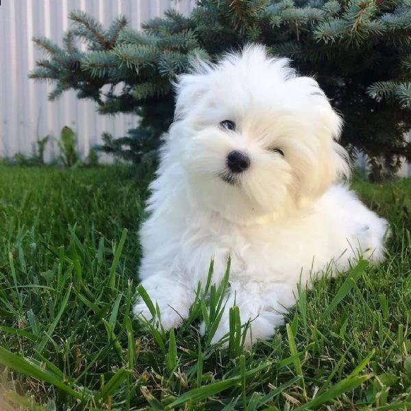 bellissimi cuccioli maltesi in adozione | Foto 0