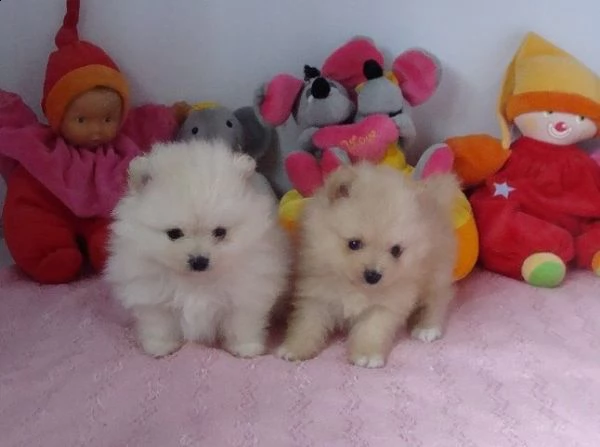 magnifica orza spitz tedesca