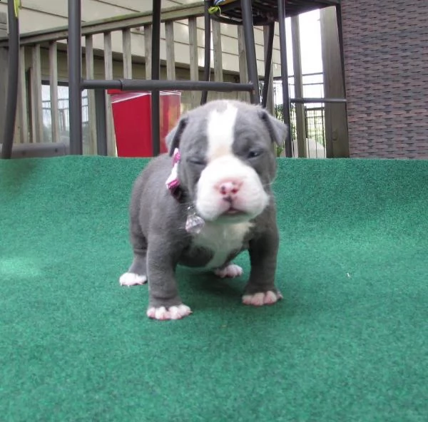 vendita cucciolo cuccioli di american pit bull terrier blue 