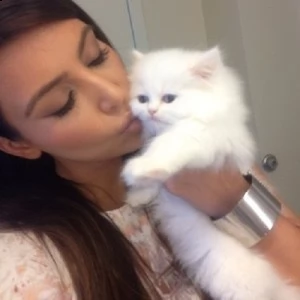 bellissimi mini gattini persiani pronti | Foto 0