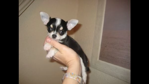 regalo teacup chihuahua maschio cucciolo