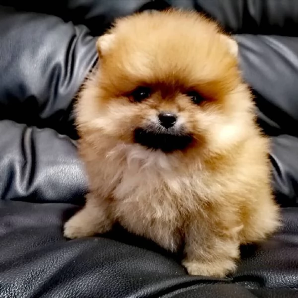 regalo  volpino pomerania mini toy (())) | Foto 0