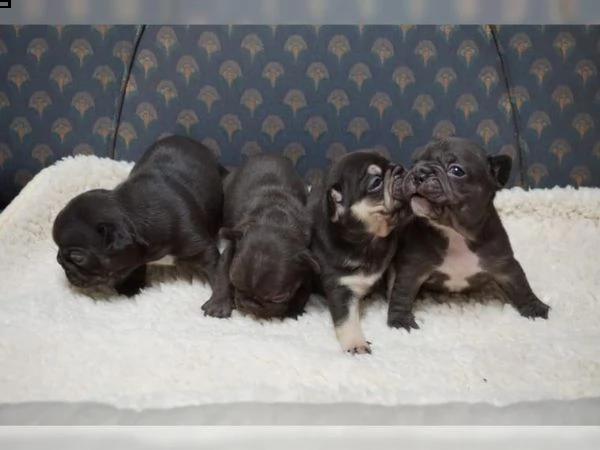 cuccioli di bouledogue francese (colore blu)