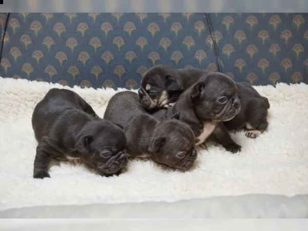 cuccioli di bouledogue francese (colore blu) | Foto 0